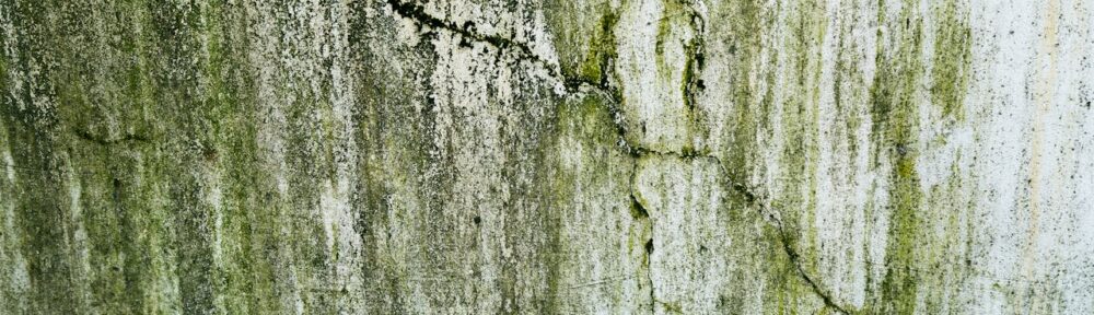 Painting Over Mold and Mildew: What Works and What Doesn’t